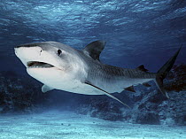 Tiger Shark (Galeocerdo cuvieri), Great Barrier Reef, Australia, *digitally enhanced*