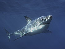 Great White Shark (Carcharodon carcharias), Neptune Islands, Australia, *digitally enhanced*