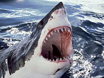 Great White Shark (Carcharodon carcharias) at surface with open mouth, Neptune Islands, Australia, *digitally enhanced*