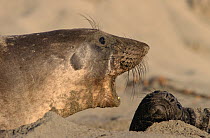 Northern Elephant Seal (Mirounga angustirostris) mother calling to baby, San Simeon, California