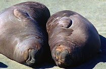 Northern Elephant Seal (Mirounga angustirostris) weaners sleeping side by side, San Simeon, California