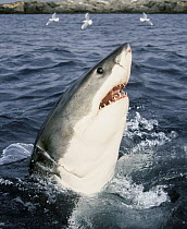 Great White Shark (Carcharodon carcharias) at surface, Neptune Islands, Australia