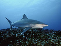 Silver-tip Shark (Carcharhinus albimarginatus) swimming over coral reef, Bismarck Sea, Papua New Guinea