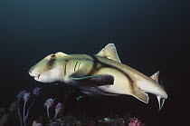 Port Jackson Shark (Heterodontus portusjackson), Jervis Bay, Australia. Digitally enhanced