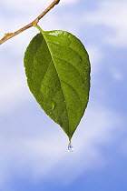 Green leaf with water droplet, North America