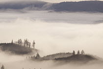 Fog in the valleys of coastal mountains, Clatsop State Forest, Oregon