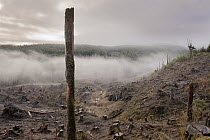Clear cutting in Clatsop State Forest, Oregon