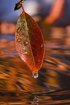 Black Tupelo (Nyssa sylvatica) leaf in autumn with water droplet, Oregon