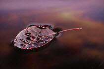 European Smoketree (Cotinus coggygria) leaf floating with sunset reflections, western Oregon