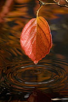 Autumn leaf over a pool of water, western Oregon
