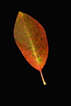 Black Tupelo (Nyssa sylvatica) leaf in autumn, Oregon