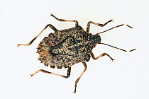 Stink Bug (Brochymena affinis), northwest Oregon