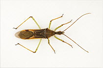 Assassin Bug (Zelus renardii), northwest Oregon