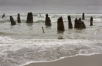 Coastal erosion uncovers 2000 year old tree stumps, called the Ghost Forest near Neskowin, Oregon