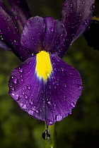 Morocco Iris (Iris tingitana) and Spanish Iris (Iris xiphium) hybrid with water droplet, North America