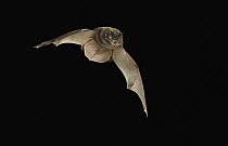 Silver-haired Bat (Lasionycteris noctivagans) flying at night, central Washington
