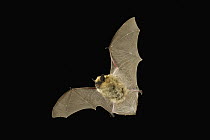 Western Small-footed Myotis (Myotis ciliolabrum) flying at night, Moses Coulee Field Station, central Washington