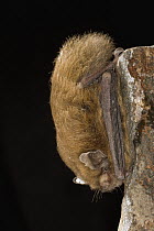 California Myotis (Myotis californicus) roosting at Moses Coulee Field Station, central Washington