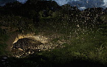 Brazilian Free-tailed Bat (Tadarida brasiliensis) group emerging from Bracken Cave at dusk, Texas (multiple images stitched together)