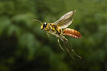 Sand Wasp (Sphex habenus) male flying, Texas