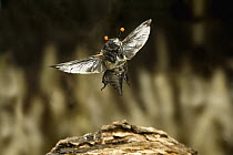 Burying Beetle (Nicrophorus carolinensis) flying, Texas