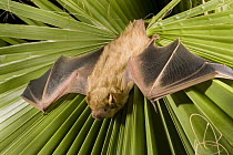 Northern Yellow Bat (Lasiurus intermedius) roosting in palm frond, Texas