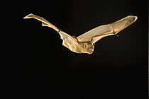 Northern Yellow Bat (Lasiurus intermedius) flying, Texas