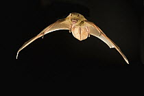 Northern Yellow Bat (Lasiurus intermedius) flying, Texas