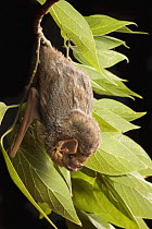 Seminole Bat (Lasiurus seminolus) roosting, east Texas