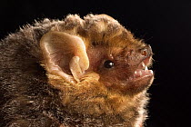 Seminole Bat (Lasiurus seminolus) portrait, east Texas