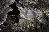 Cave Myotis (Myotis velifer) bat flying into a limestone cave, Texas
