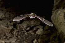 Cave Myotis (Myotis velifer) bat flying into a limestone cave, Texas
