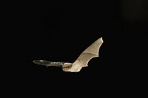 Evening Bat (Nycticeius humeralis) flying at night, Stephen F. Austin Experimental Forest, Texas