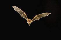 Seminole Bat (Lasiurus seminolus) flying, Stephen F. Austin Experimental Forest, Texas
