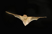 Seminole Bat (Lasiurus seminolus) flying, Stephen F. Austin Experimental Forest, Texas