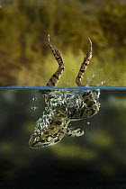 Rio Grande Leopard Frog (Rana berlandieri) jumping into water, Texas