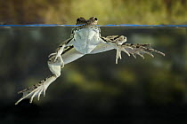 Rio Grande Leopard Frog (Rana berlandieri) floating in water, Texas