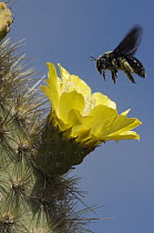 Galapagos Carpenter Bee (Xylocopa darwini) female on Opuntia (Opuntia sp) cactus flower, Alcedo Volcano, Isabella Island, Galapagos Islands, Ecuador