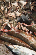 Shortfin Mako (Isurus oxyrhynchus) and Smooth Hammerhead Shark (Sphyrna zygaena) in the area's largest fish market for artisanal fishermen, Santa Rosa Fishing Village, Santa Elena Peninsula, Ecuador