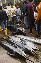 Marlin (Makaira mazara) and Striped Marlin (Tetrapturus audax) in the area's largest fish market for artisanal fishermen, Santa Rosa Fishing Village, Santa Elena Peninsula, Ecuador