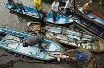 Bigeye Thresher Shark (Alopias superciliosus) probably caught in gill nets, offloaded from fishing boats, Santa Rosa Fishing Village, Santa Elena Peninsula, Ecuador