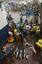Bigeye Thresher Shark (Alopias superciliosus) and Pelagic Thresher Shark (Alopias pelagicus) probably caught in gill nets, Santa Rosa Fishing Village, Santa Elena Peninsula, Ecuador