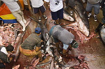 Bigeye Thresher Shark (Alopias superciliosus) and Pelagic Thresher Shark (Alopias pelagicus) probably caught in gill nets are cut up by fishermen, Santa Rosa Fishing Village, Santa Elena Peninsula, Ec...
