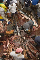 Pelagic Thresher Shark (Alopias pelagicus) probably caught in gill nets are cut up by fishermen, Santa Rosa Fishing Village, Santa Elena Peninsula, Ecuador