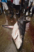 Bigeye Thresher Shark (Alopias superciliosus) probably caught in gill net along with other species, Santa Rosa Fishing Village, Santa Elena Peninsula, Ecuador