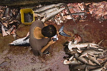 Shortfin Mako (Isurus oxyrhynchus) and Smooth Hammerhead Shark (Sphyrna zygaena) in the area's largest fish market for artisanal fishermen, Santa Rosa Fishing Village, Santa Elena Peninsula, Ecuador