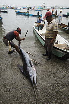 Striped Marlin (Tetrapturus audax) in the area's largest fish market for artisanal fishermen being cut up, Santa Rosa Fishing Village, Santa Elena Peninsula, Ecuador