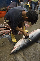 Shortfin Mako (Isurus oxyrhynchus) in the area's largest fish market for artisanal fishermen being cut up, Santa Rosa Fishing Village, Santa Elena Peninsula, Ecuador
