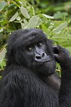 Mountain Gorilla (Gorilla gorilla beringei) female, Parc National des Volcans, Rwanda