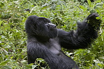 Mountain Gorilla (Gorilla gorilla beringei) silverback eating vegetation, Parc National des Volcans, Rwanda